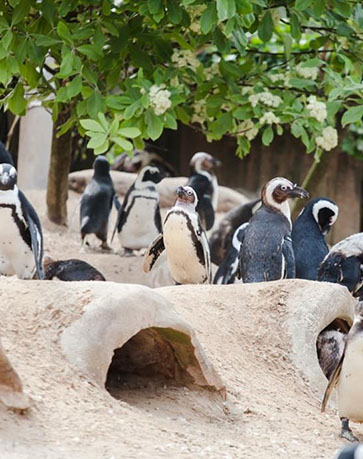 Visit Torquay's amazing award-winning coastal zoo and aquarium.